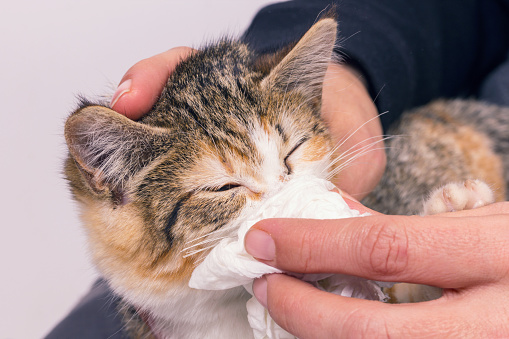 Coryza chez le chat : causes, manifestations et traitements